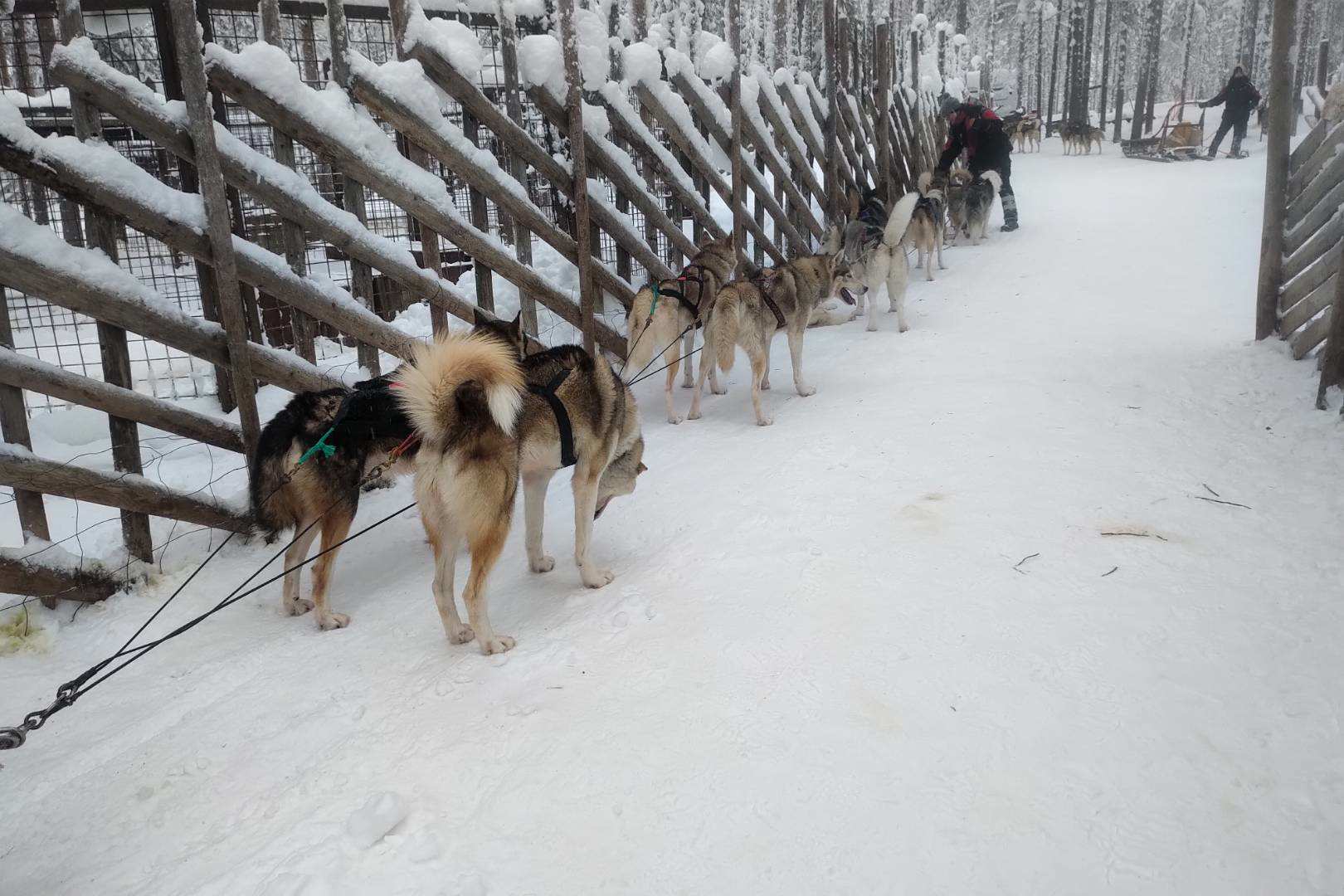 寒冬将至，2019冬季的魔力Taikatalvi-芬兰冬季文化营回顾