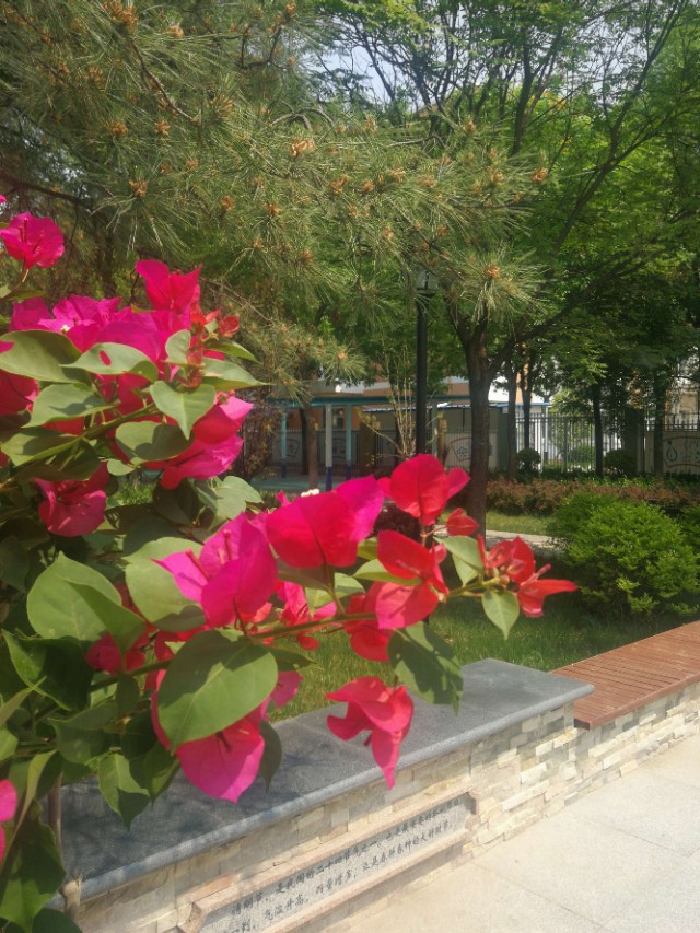 阳光学校为什么有规矩,阳光学校特色课