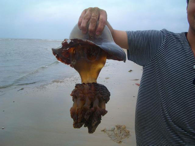 一轮骄阳升日照，二夜美梦伴海涛，三天渔家海鲜饱朋友同行欢笑多