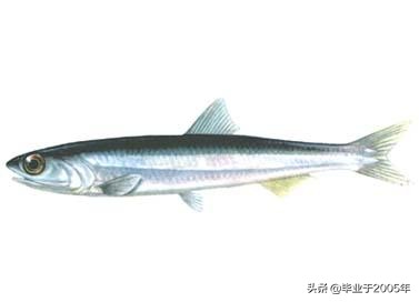 辽宁的水产品有哪些,辽宁常见的鱼