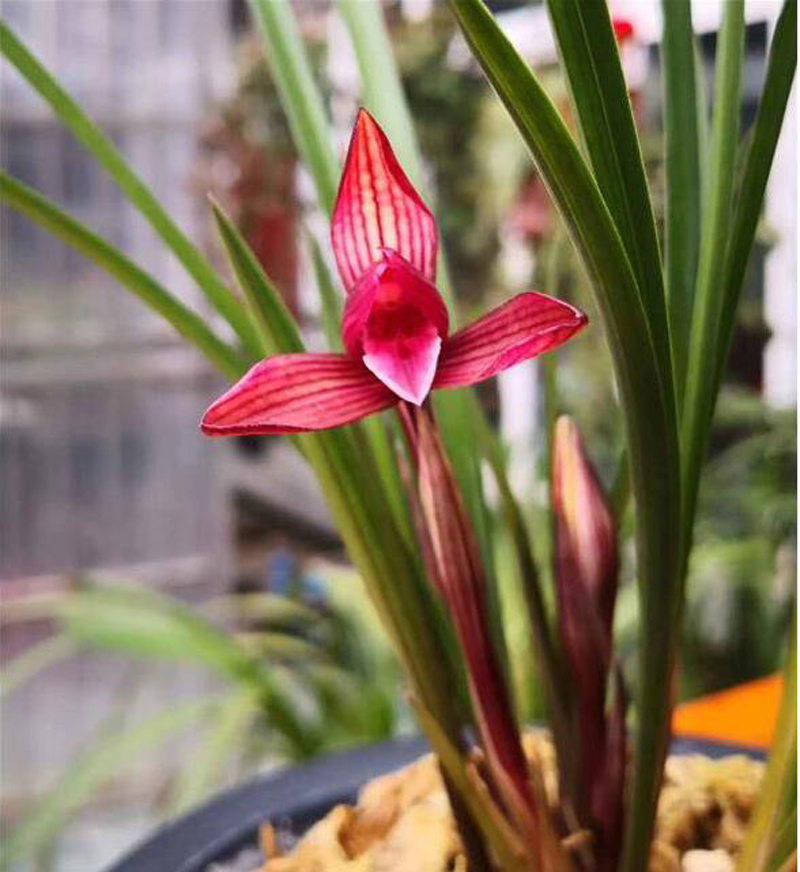 兰花只要不黄叶黑尖就属于正常吗,兰花换盆后发出的新芽黑尖了