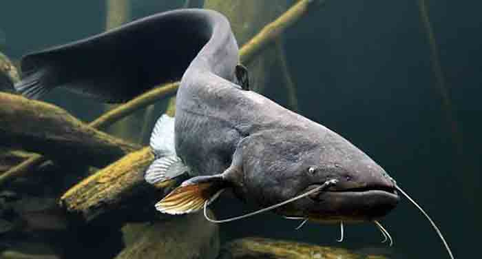 读《鱼丽》|诗经请你吃鱼，吃货能吃出3种诗意