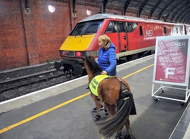 导盲马寿命有多长,导盲马可以看多远