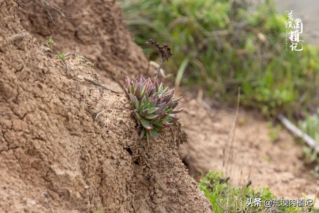 美国加州海岸仙女杯,美国仙女杯