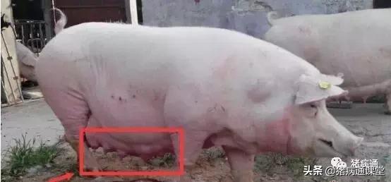 母猪初产时应注意哪些,母猪产仔的方法和注意事项