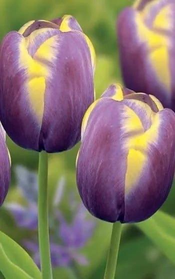 月季花的花花世界,郁金香的花海视频