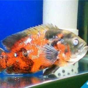 如何培养地图鱼的好动性,地图鱼可以与黑尾大勾一起养吗