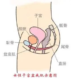 盆底的秘密,你了解你内心深处的自己吗