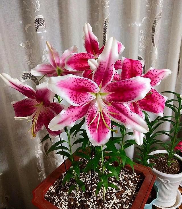 百合花要开了怎么处理,百合花开完花后球茎处理方法