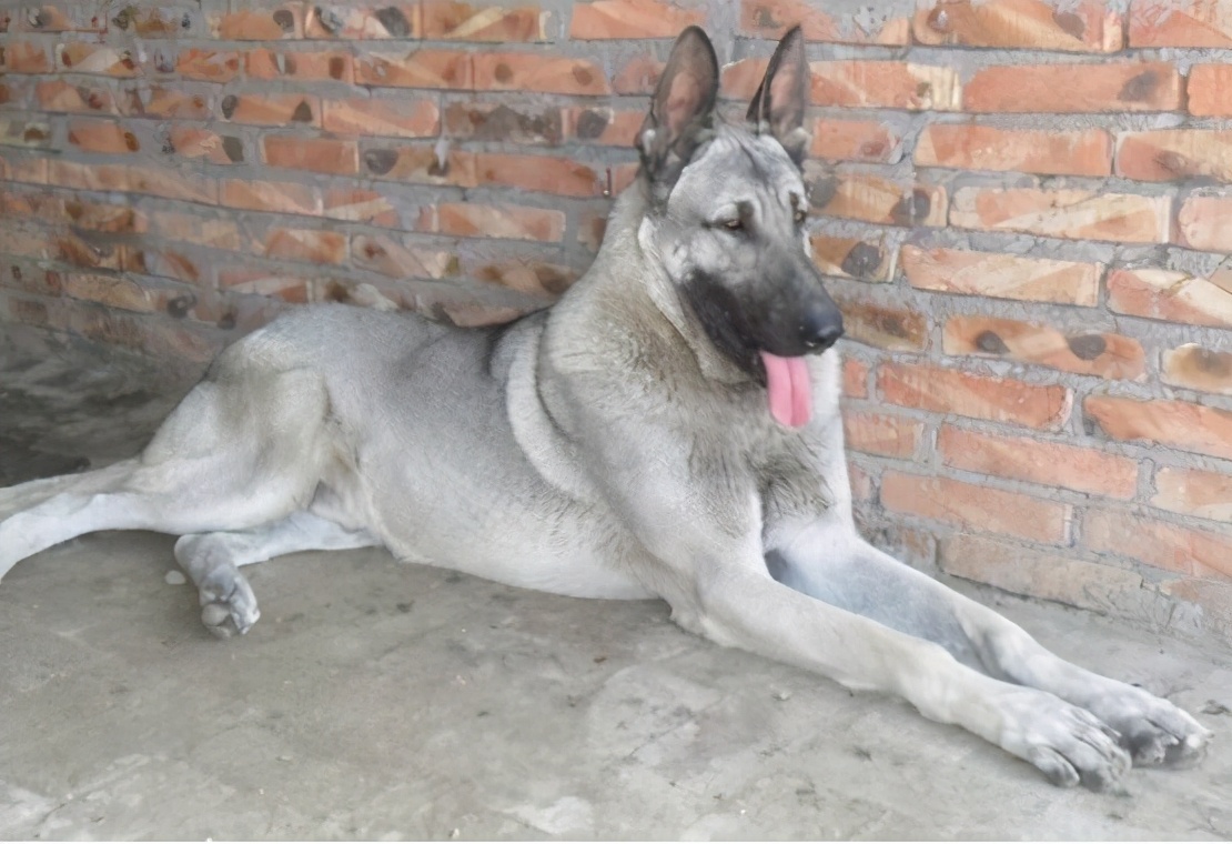 看家的狗狗,看家狗狗大全