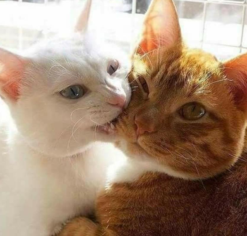 怎么纠正幼猫咬手,怎么改掉幼猫咬人手的习惯