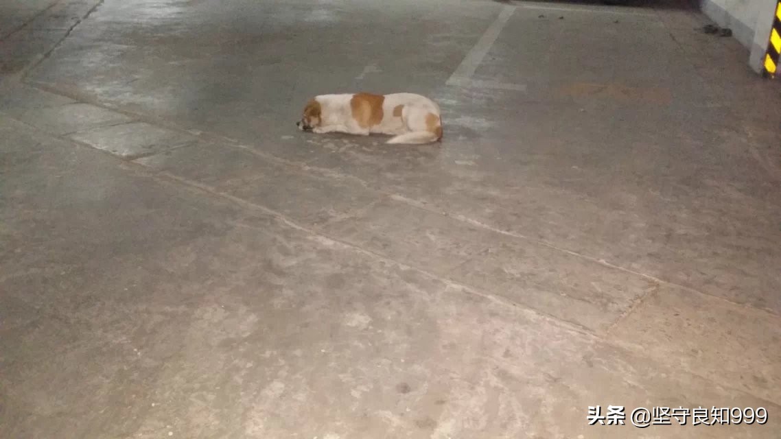 被遗弃的狗母子,被丢弃的母狗