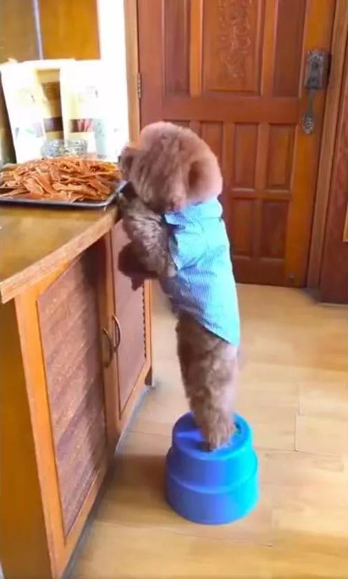 吉娃娃被气坏的视频,吉娃娃被气坏视频