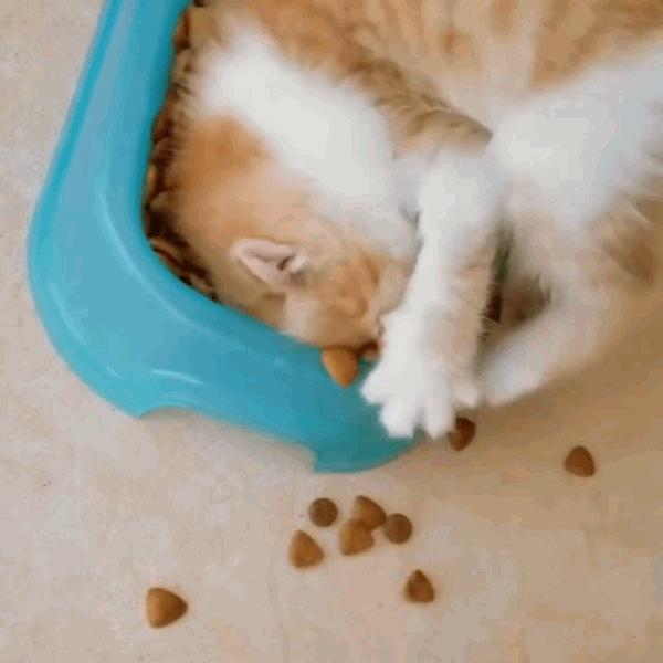 猫咪饲养管理现状,猫和老鼠猫咪现状