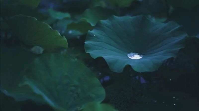 繁华过后一盏清茗也能品出百味,繁华之后静立于世