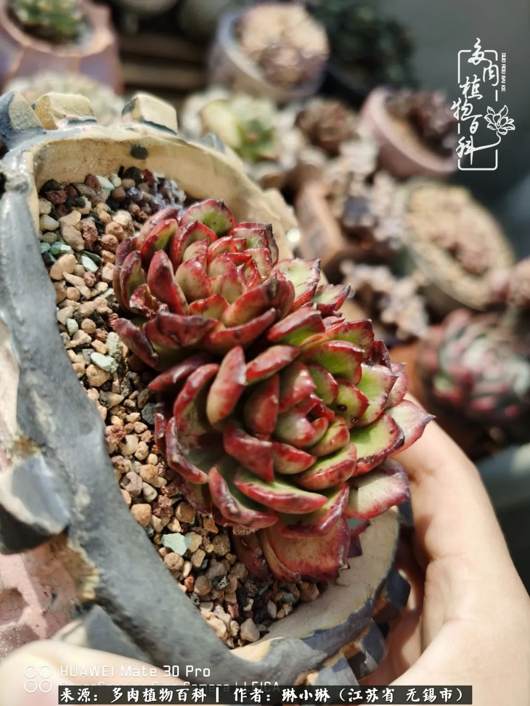 多肉变美是需要时间的,千万别辜负了多肉变美的黄金季节