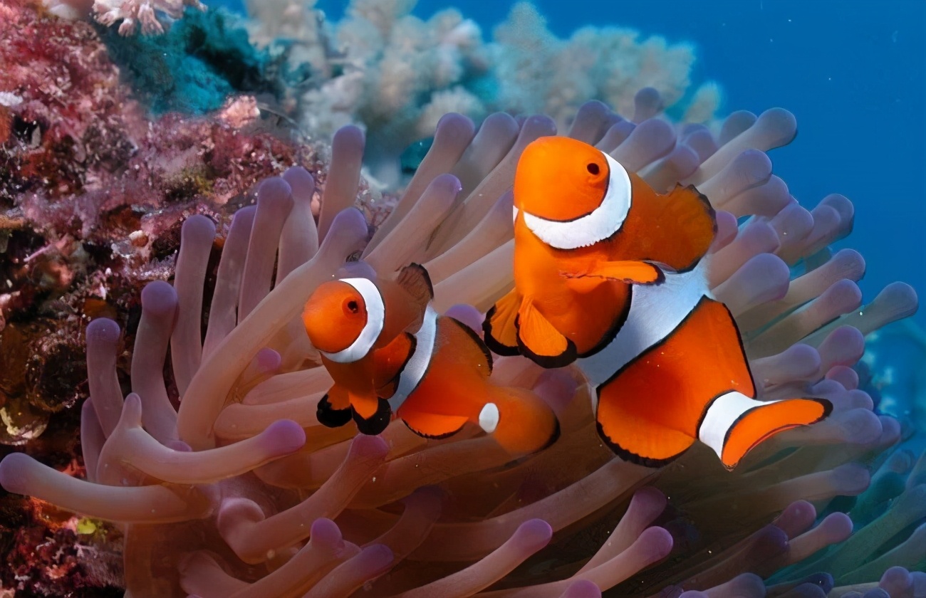 玩海水缸费钱吗,玩海水用什么鱼缸