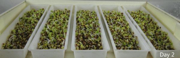 阳台种花种菜怎么养才茂盛,楼房阳台种菜的种植方法