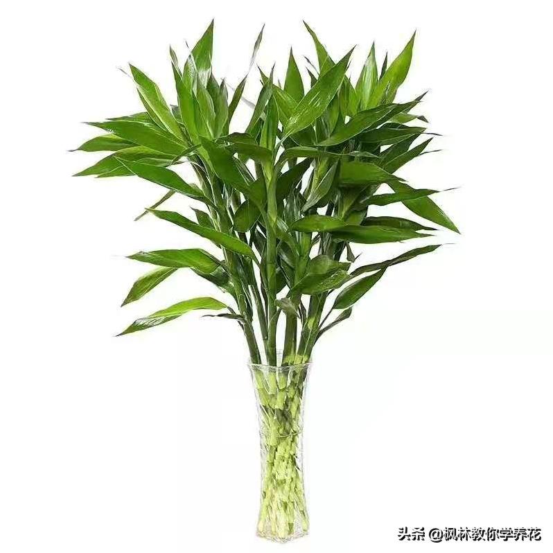 英雄不问出处落魄不问缘由,英雄不问出处历史趣闻知识分享