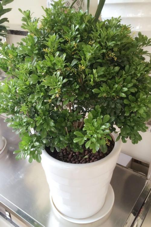 米兰花什么品种好养还花香,米兰花怎么养叶子才会油绿有光泽