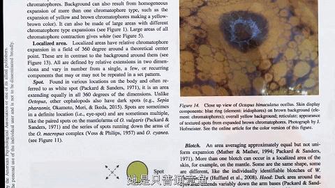 人鱼情未了在线阅读,人鱼情未了电视剧免费观看