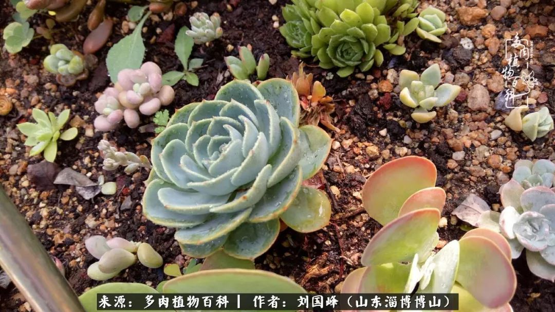 多肉安全度夏技巧,多肉如何度夏教学