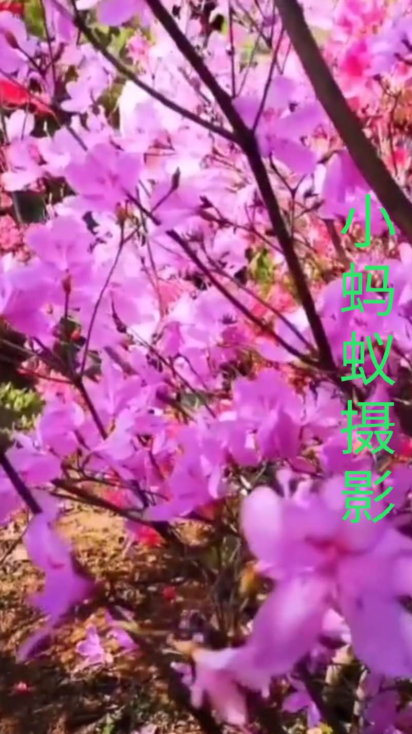 鲁山画眉谷郏县旅游景点推荐,平顶山鲁山风景区旅游攻略