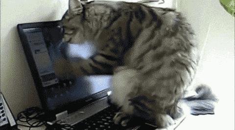 猫咪爱咬人、不让主人抱，脾气差的猫该如何正确教育？