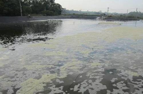 养殖池淤泥怎么去除,池塘起泥皮的原因