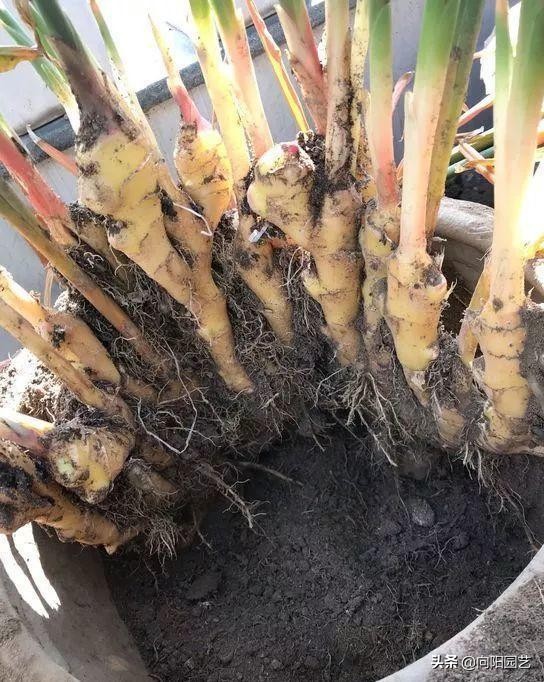 家里沙土种生姜如何施肥,露天菜园种生姜怎样遮阳