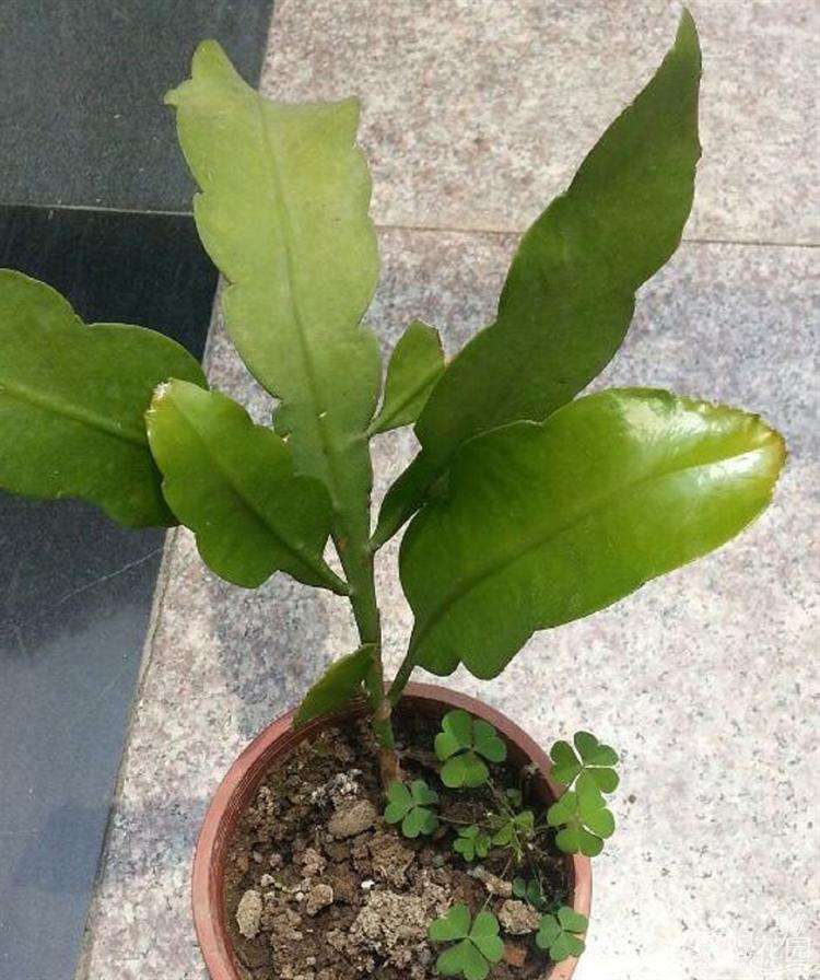 琼花能开多久,琼花为什么在晚上开