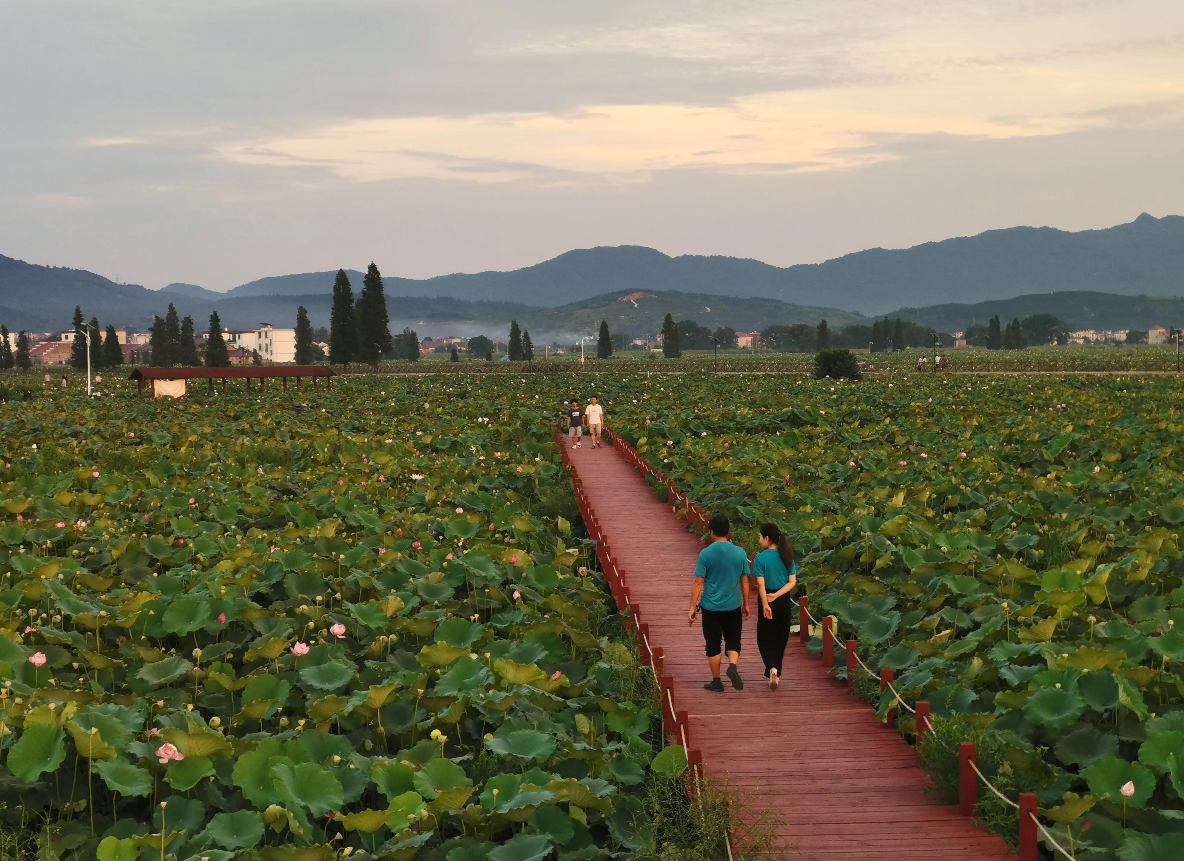 你会去莲花玩吗？我找到了3个“趣味点”，玩了一次跟着喜欢走