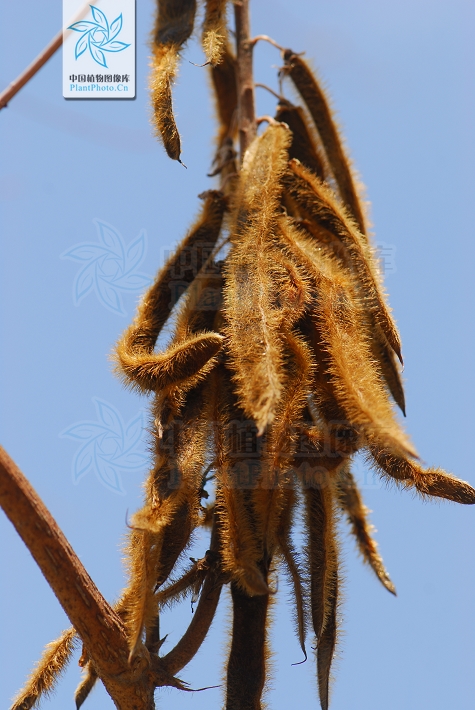 藁本神农本草经,神农本草经葛根原文