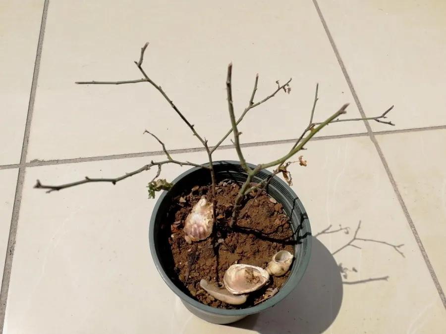 花买回来叶子蔫了怎么办,花掉花苞有什么好方法吗