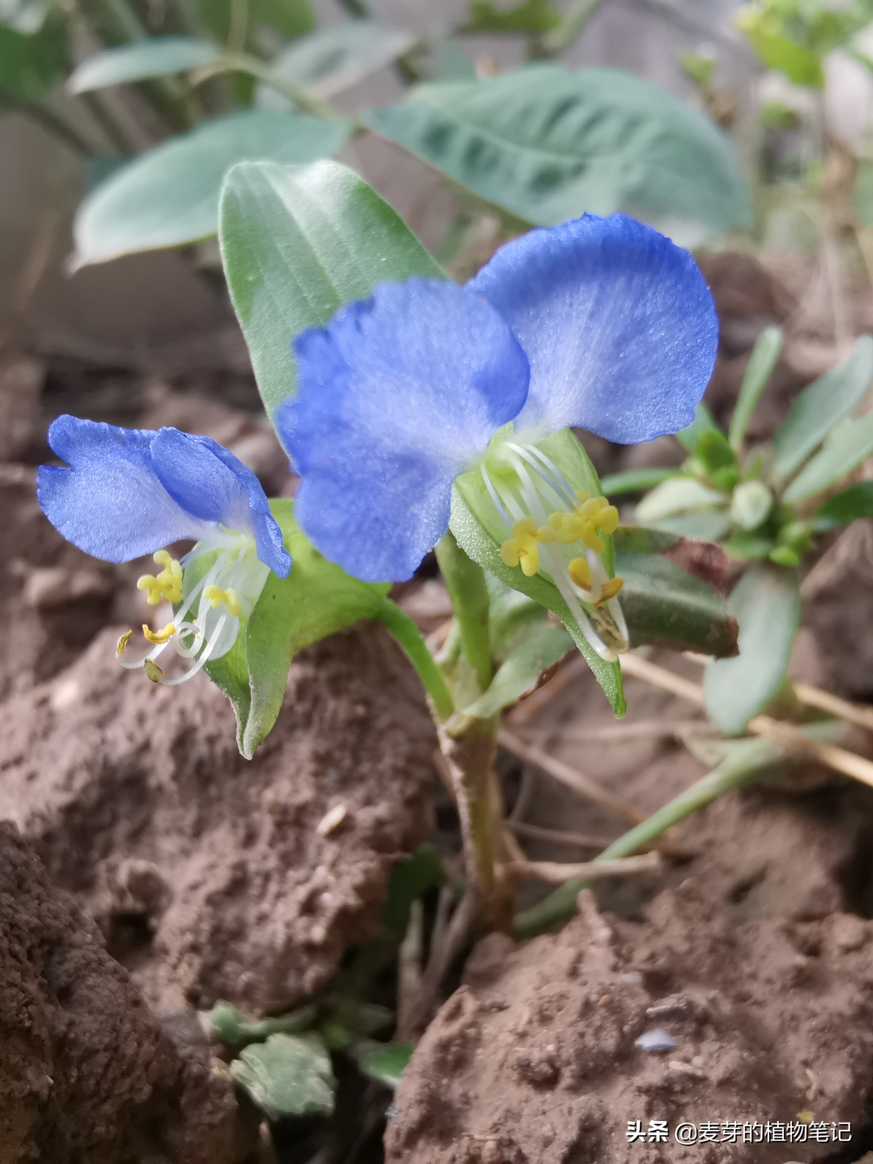 带动物名的植物,哪些动物的名字和植物的相近
