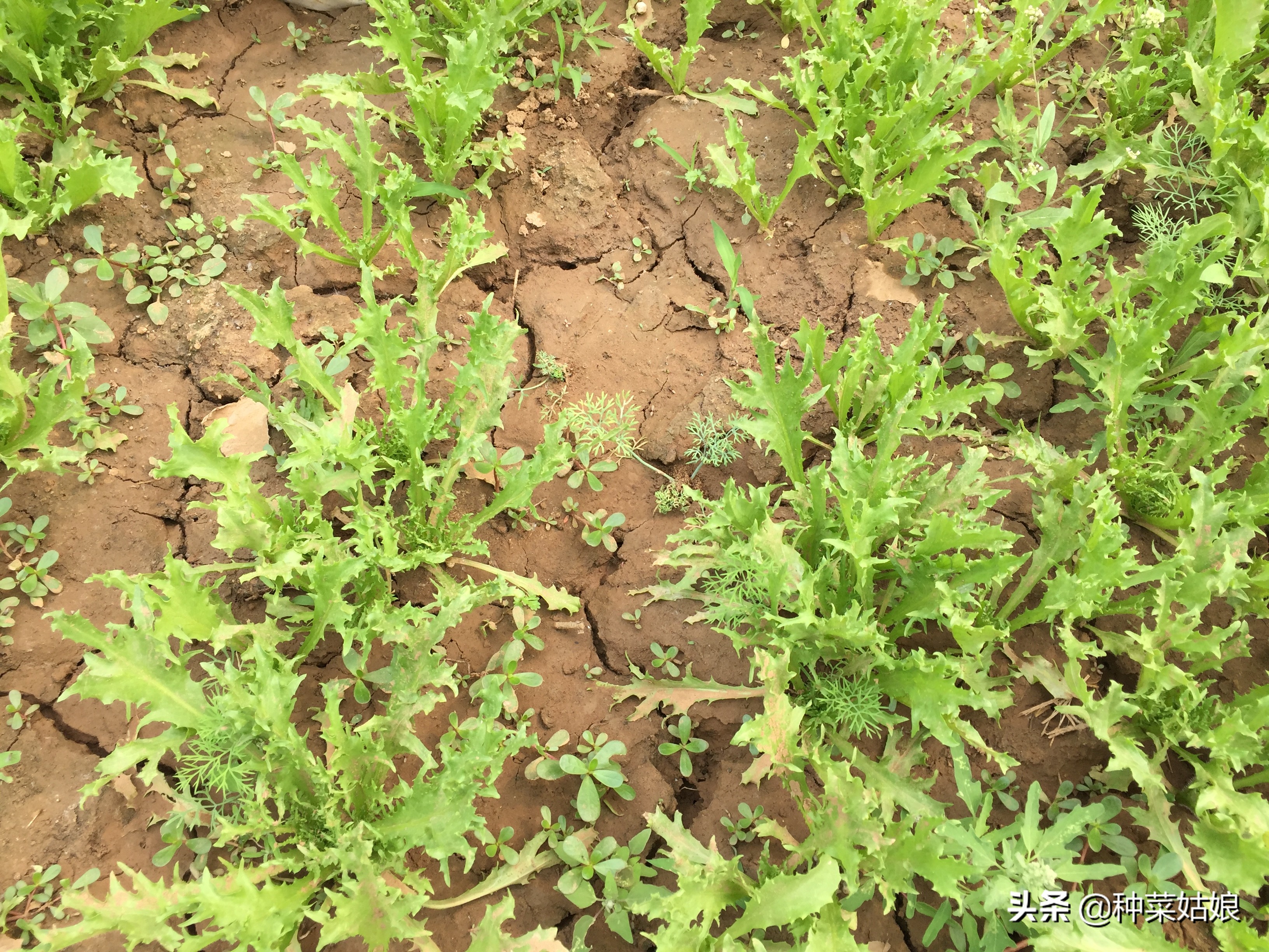 清明前后种什么瓜种什么豆,清明前后种什么瓜种豆好