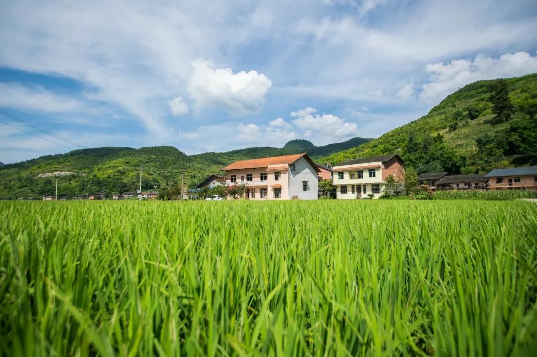 收获趣爽夏日！养生谷第二届蓝莓采摘节完美落幕，避暑嗨玩就在养生谷
