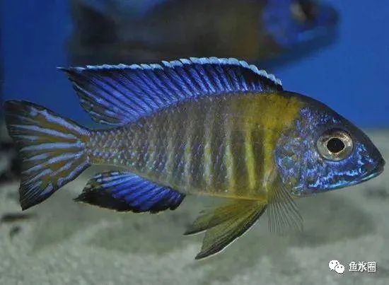 三湖慈鲷马鲷孔雀珍珠系能长多大,三湖慈鲷之孔雀