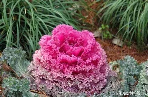 叶牡丹羽衣甘蓝,多头叶牡丹羽衣甘蓝