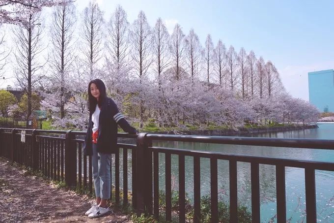 日本的樱花又开了哦,日本樱花又开了是什么梗