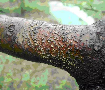 苹果树干干枯怎么回事,苹果枝干类病害图片