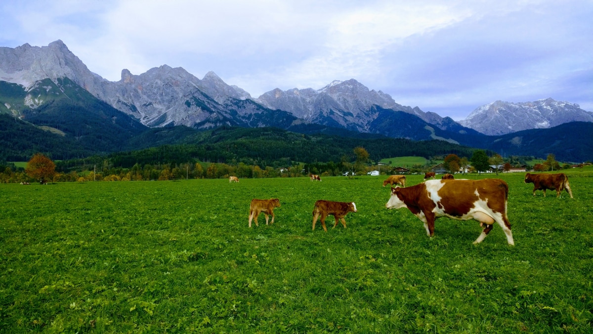 德国生活用品特产,德国生活游记