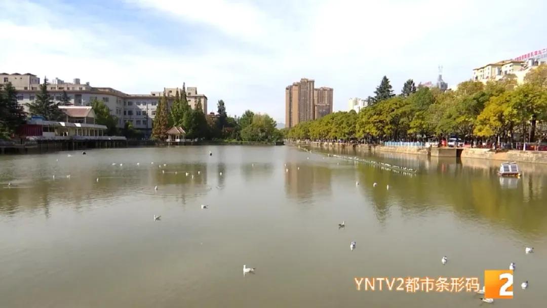 红嘴鸥带病毒么,红嘴鸥回昆明是否会携带新冠病毒