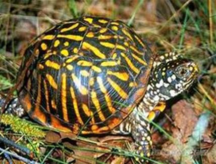 两栖龟陆龟海龟区别,陆地龟和陆龟是一个品种吗