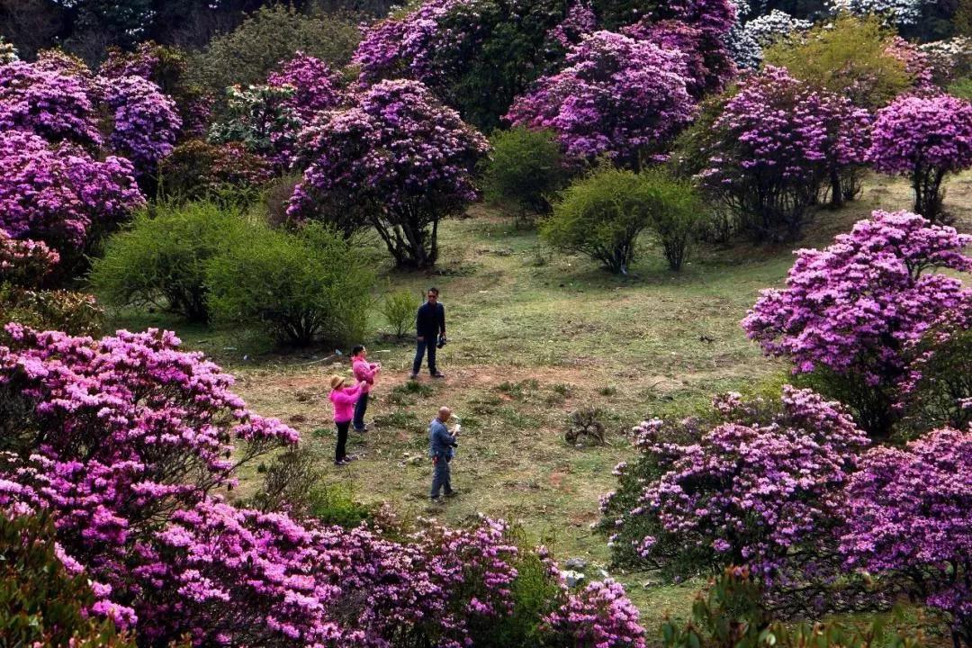 云南自驾5条最佳线路图,云南适合开车自驾的公路