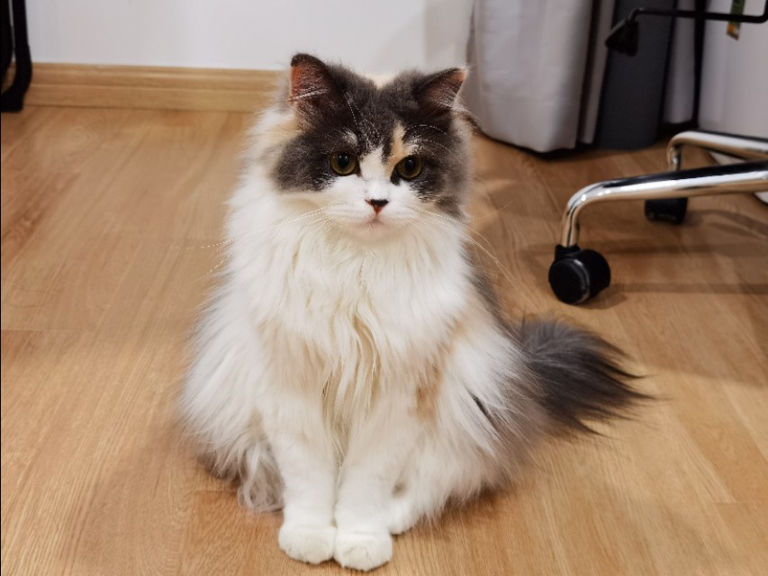 出门11天猫咪怎么办,出门10天的猫怎么处理