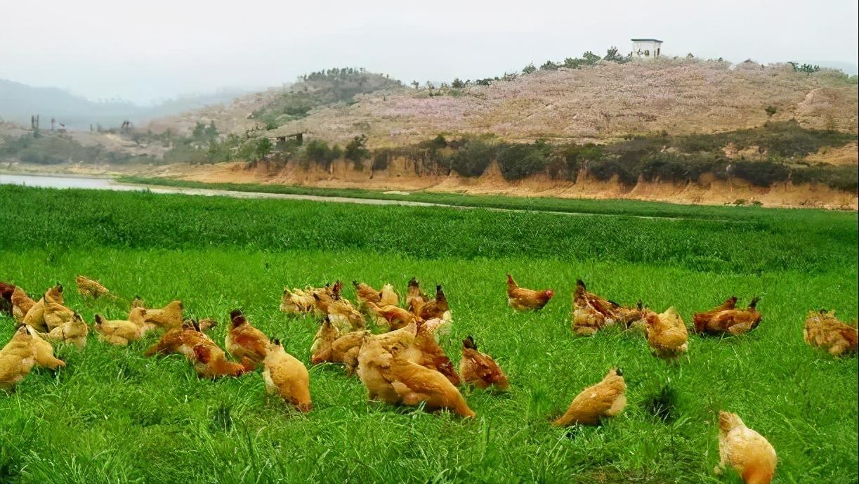 散养家禽蛋类营养高，咏江山助农增收有渠道