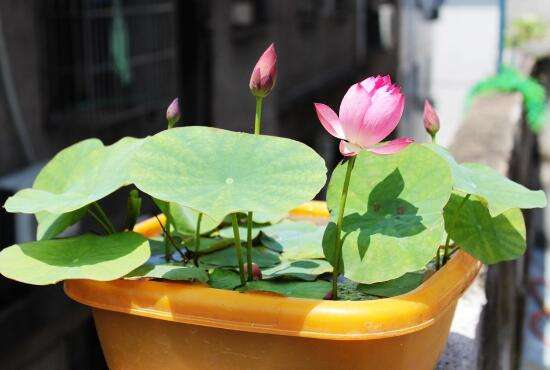 养碗莲不能缺水吗,碗莲怎么养才能旺盛开花