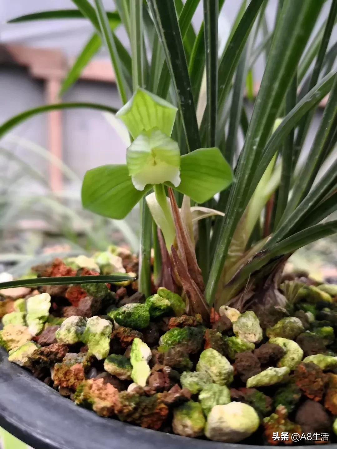 春兰张荷素兰花介绍,每日一品中国兰花春兰