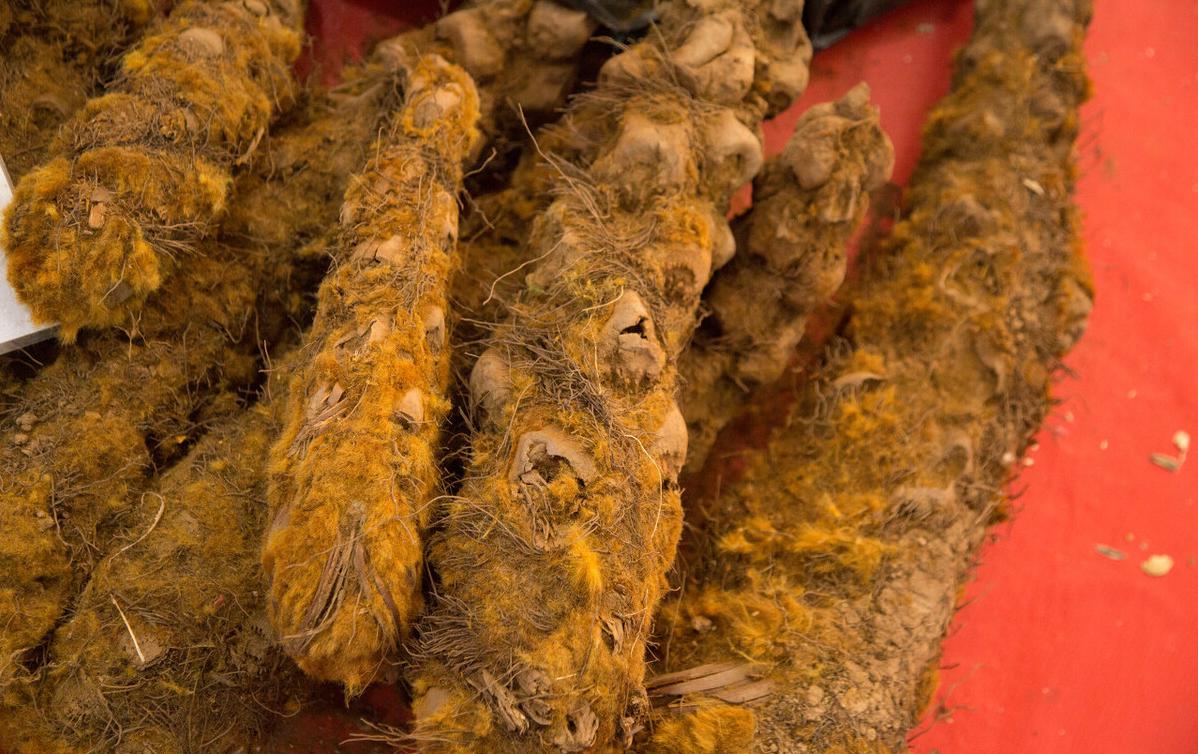 狗脊治腰痛实例,狗脊治腰腿疼的最佳方法